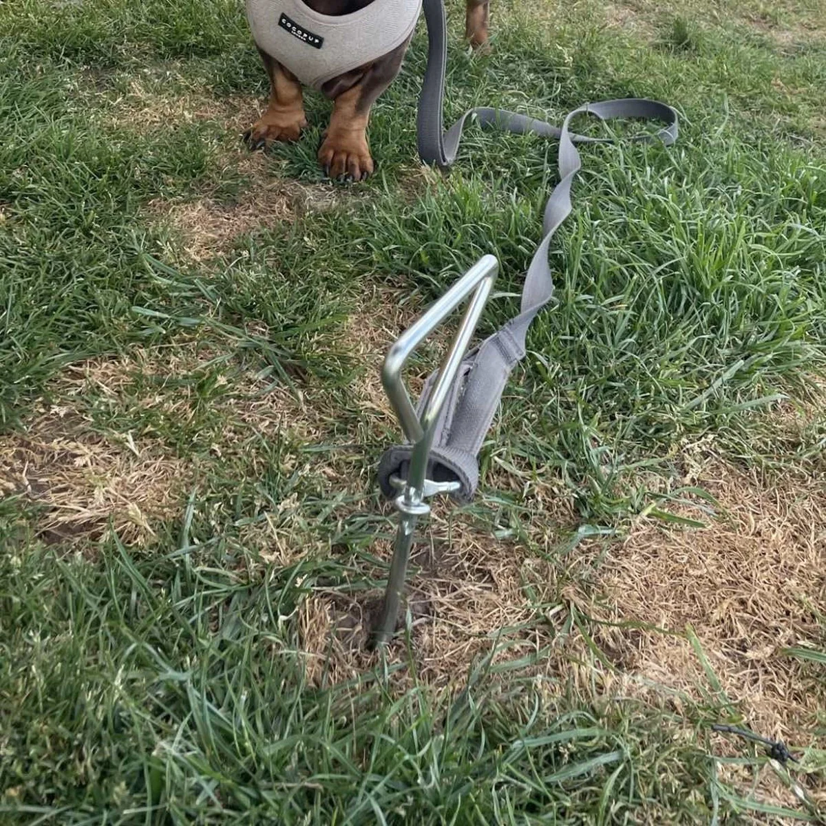 Olpro Dog Tie Down Anchor - Image 4