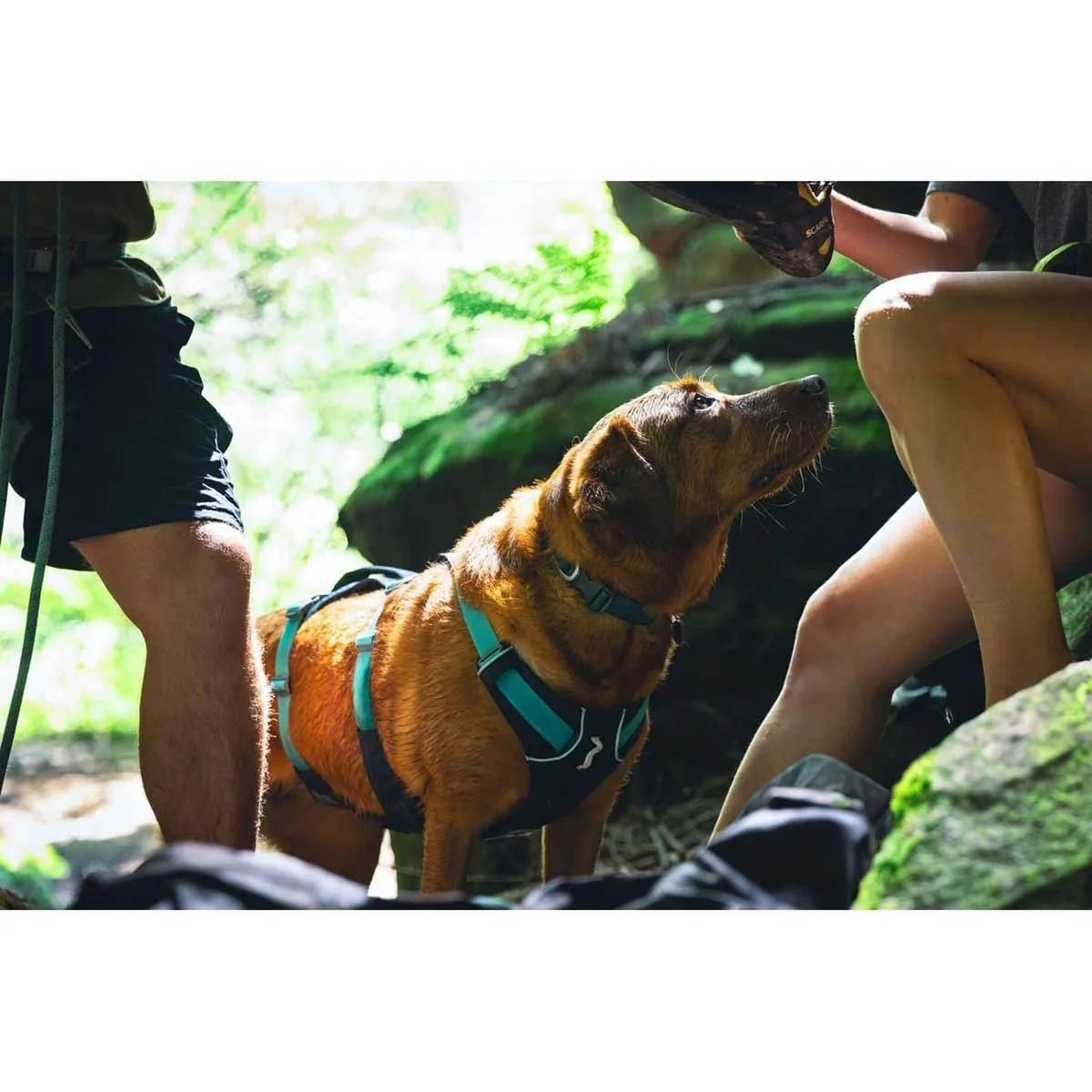 Ruffwear Flagline Dog Harness with Handle in Basalt Grey (Small) - Image 4