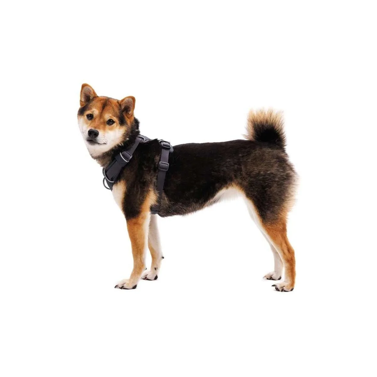 Ruffwear Front Range Dog Harness in Basalt Grey (Small) - Image 4