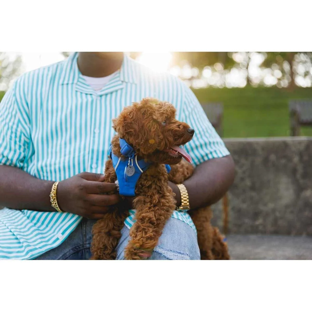 Ruffwear Front Range Dog Harness in Blue Pool (Small) - Image 3