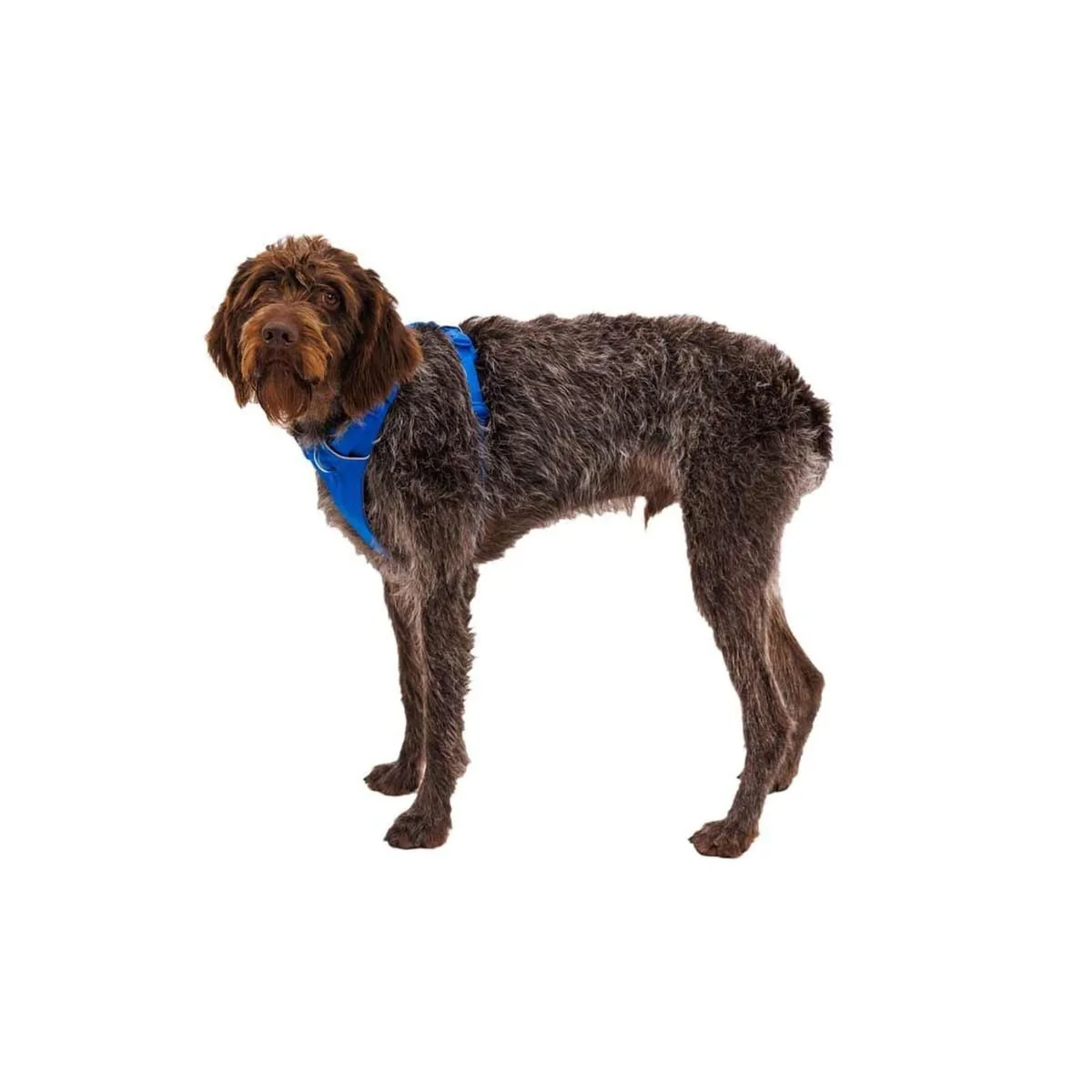 Ruffwear Front Range Dog Harness in Blue Pool (X Small) - Image 4