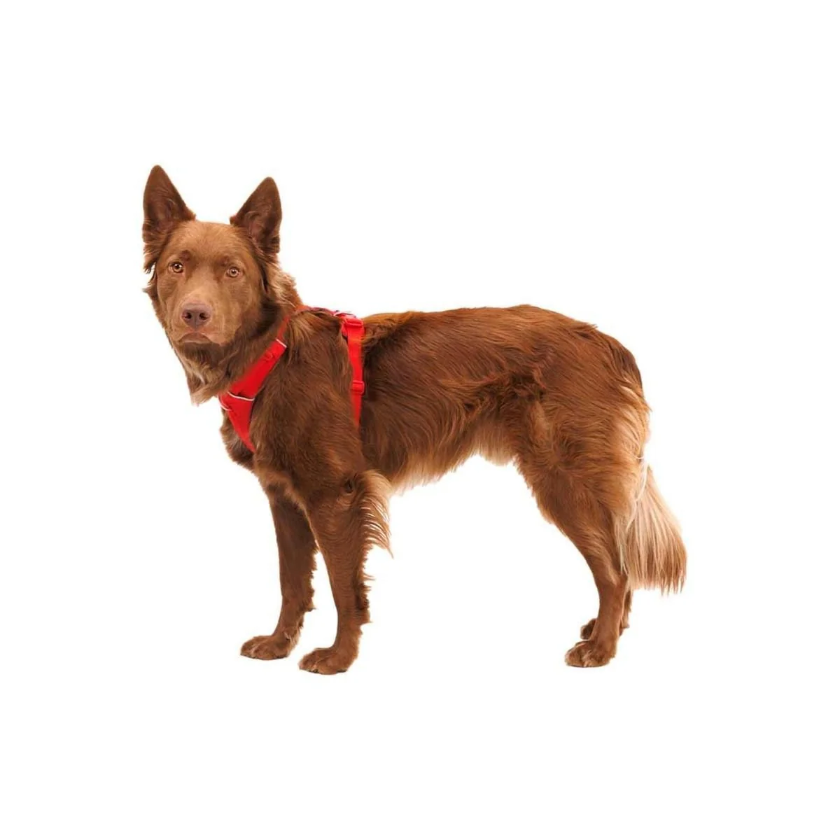 Ruffwear Front Range Dog Harness in Red Canyon (L / XL) - Image 3